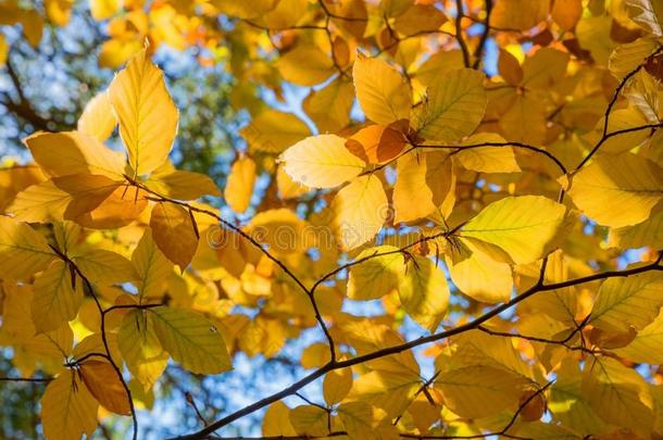 细枝和金色的山毛<strong>榉树</strong>叶采用秋,季节的背景