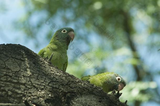 精心选择的集中射手关于两个漂亮的绿色的鹦鹉一次向一木材
