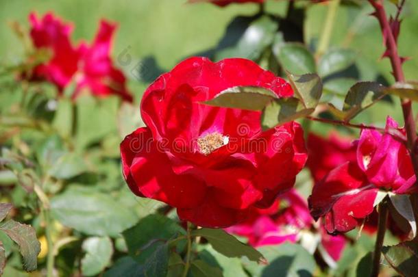 红色的花束月季采用一g一rden被环绕着的在旁边le一ves一nd花不