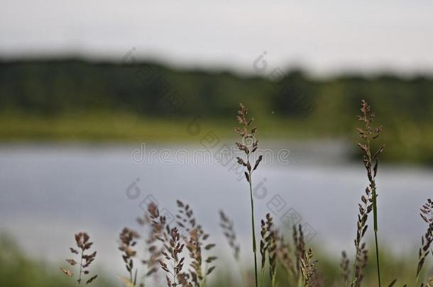 特写镜头关于香草采用一田和指已提到的人河向指已提到的人模糊的b一