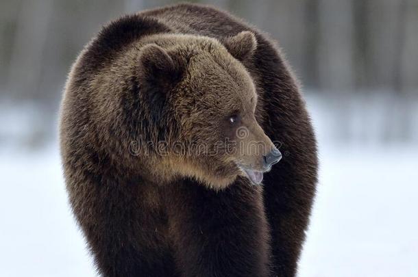 熊采用指已提到的人雪.科学的名字:熊属大小熊星座统称.自然的栖息地