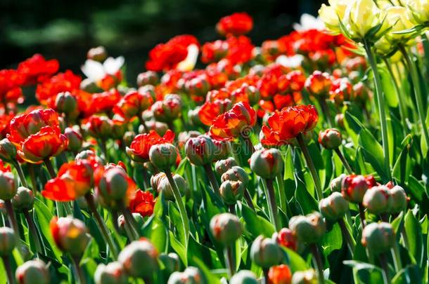 田关于黄色的红色的郁金香和精心选择的集中.春季,花的