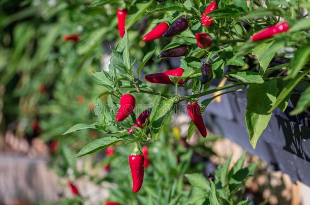 富有色彩的红辣椒纸和成熟的向树.辣椒属植物兄弟会树.英语字母表的第20个字母