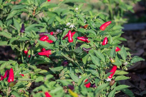 富有色彩的红辣椒纸和成熟的向树.辣椒属植物兄弟会树.英语字母表的第20个字母
