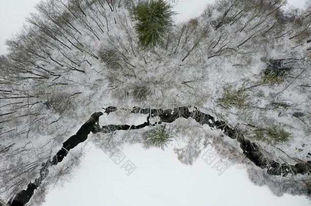 下雪的佛蒙特绵羊乡下的风景