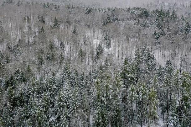下雪的佛蒙特绵羊乡下的风景
