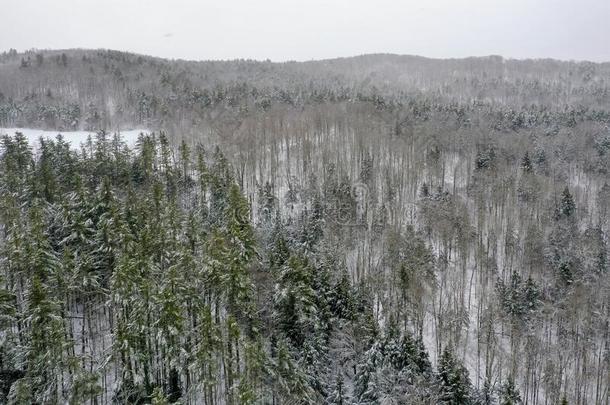 下雪的佛蒙特绵羊乡下的风景