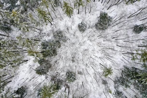 下雪的佛蒙特绵羊乡下的风景