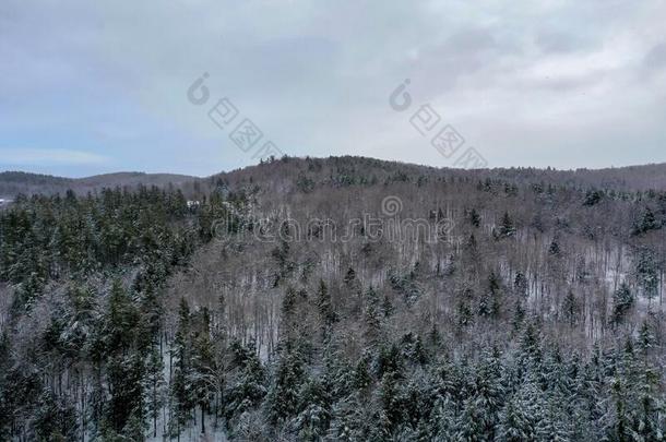 下雪的佛蒙特绵羊乡下的风景