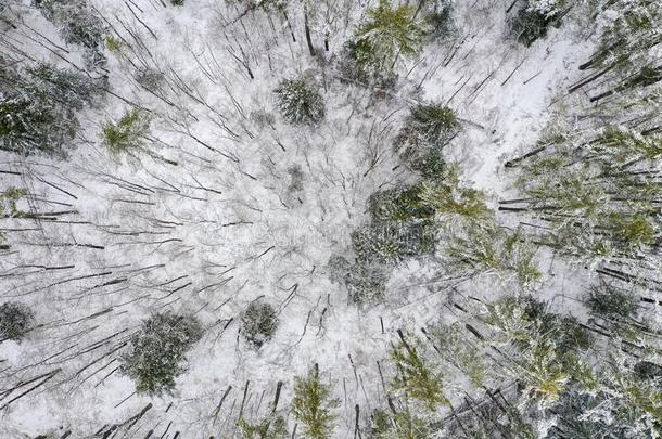 下雪的佛蒙特绵羊乡下的风景