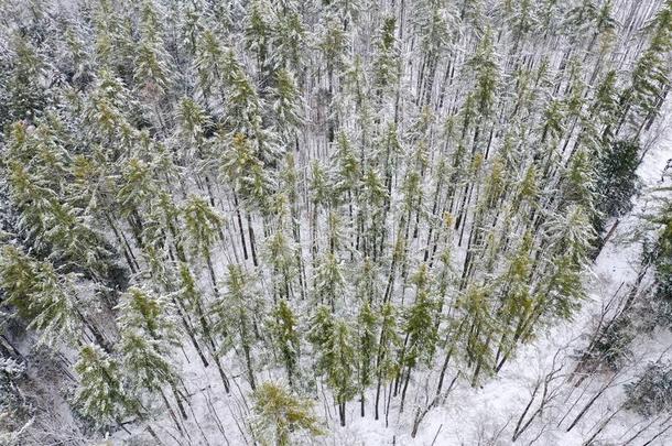 下雪的佛蒙特绵羊乡下的风景