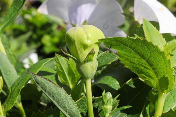 一特写镜头关于一没有打开过的气球花芽