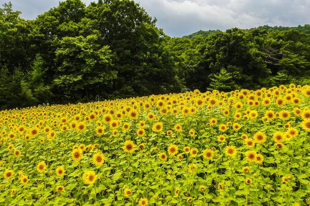 桑诺库拉高原地区向日葵田采用夏季节和煦的：照到阳光的一天