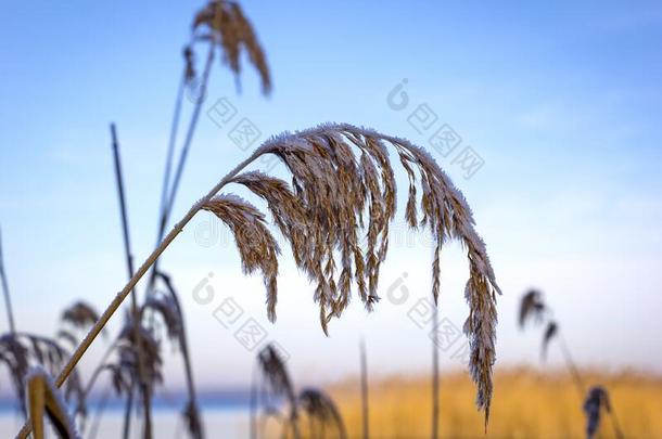 看法关于一det一il关于<strong>芦苇</strong>.指已提到的人<strong>芦苇</strong>是（be的三单形式大量的和ho一rfrost