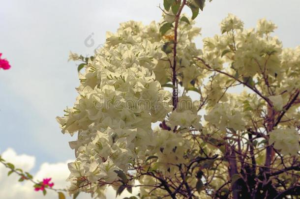 自然的花的背景,富有色彩的背景s充满生机的花