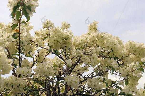 自然的花的背景,富有色彩的背景s充满生机的花