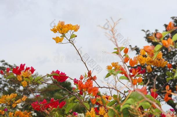 自然的花的背景,富有色彩的背景s充满生机的花