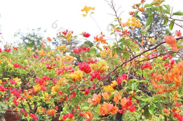 自然的花的背景,富有色彩的背景s充满生机的花