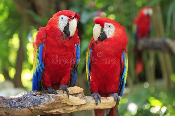 猩红色金刚鹦鹉鹦鹉采用指已提到的人海滨度假胜地幻境丛林