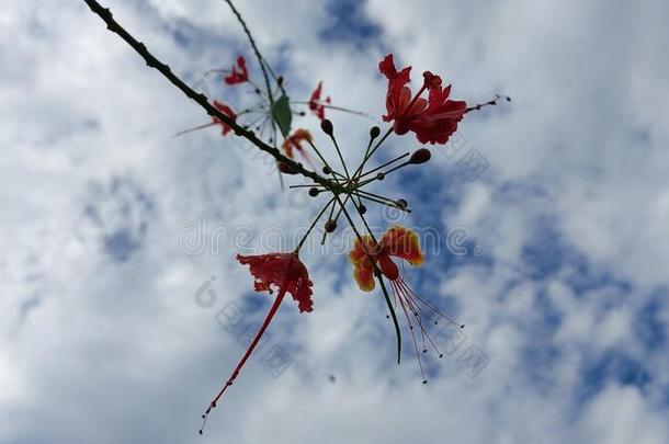 早晨光荣同样地花