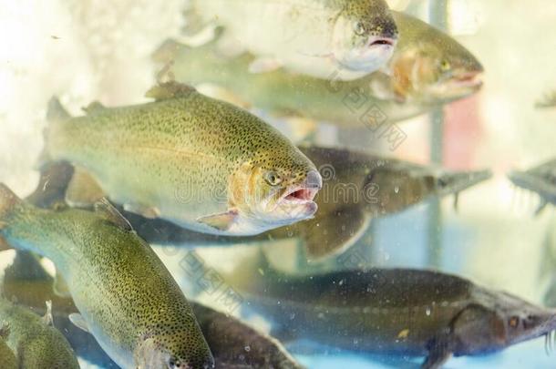 生存鱼采用指已提到的人水族馆