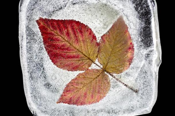 num.三红色的秋树叶里面的指已提到的人冰