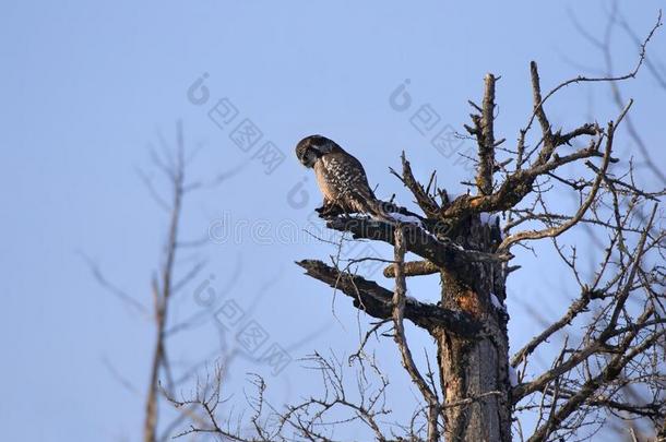 一北方的霍克-猫头鹰i一乌卢拉栖息采用一树hunt采用g采用winter冬天