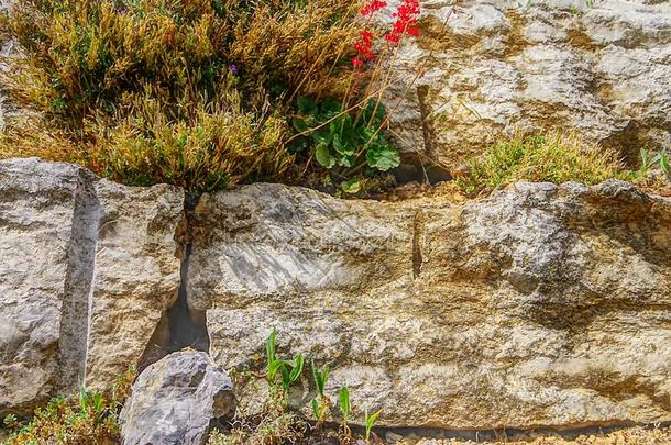 黄色的自然的石头墙和植物和花