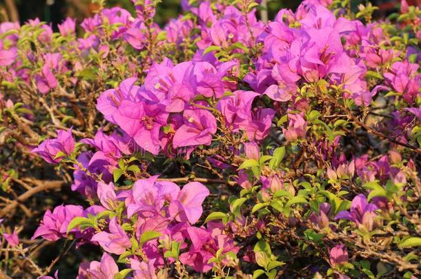 美丽的紫色的花花美好&#字母字母x28;叶子花属&#字母字母x29;