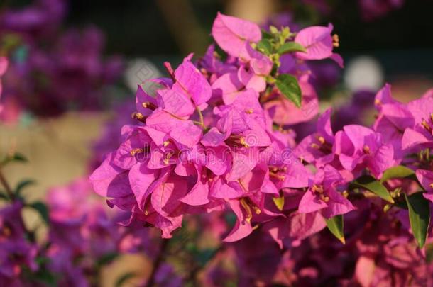 美丽的紫色的花花美好&#字母字母x28;叶子花属&#字母字母x29;