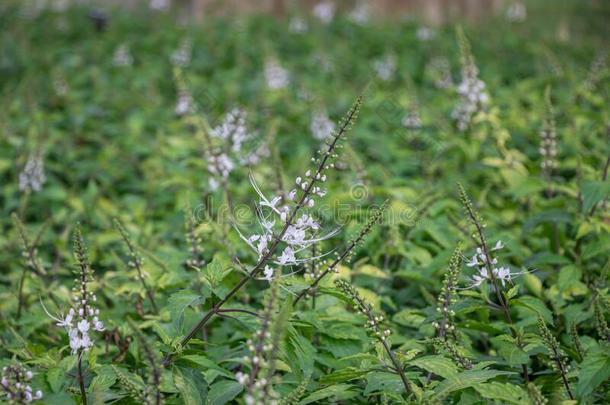 精心选择的集中正虹吸管菌株植物.通常地大家知道的同样地Cana加拿大