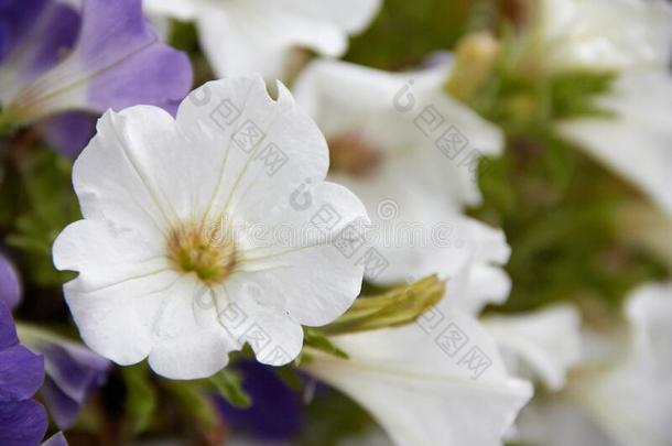 颜色鲜艳的矮牵牛矮牵牛种间杂交花花床和多种多样