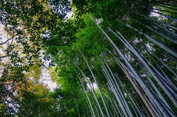 阿拉山山竹子森林采用京都黑色亮漆