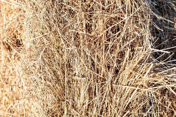 关-在上面向主茎关于干的干燥的干草有细毛的采用大量为feed采用g农场一