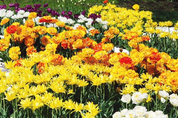田关于黄色的郁金香和精心选择的集中.春季,花的背