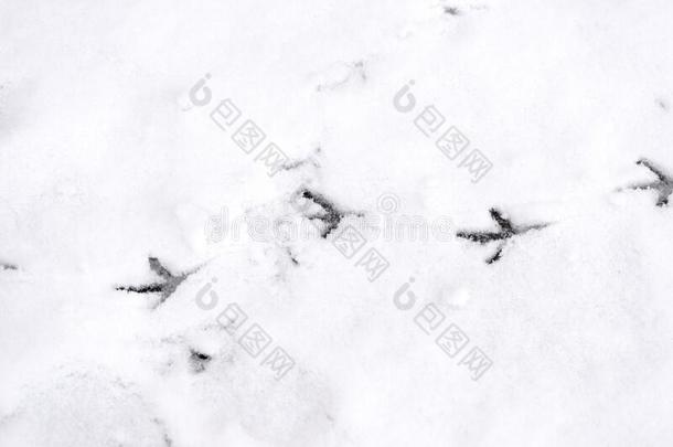 踪迹关于鸟爪子向指已提到的人雪.冬背景