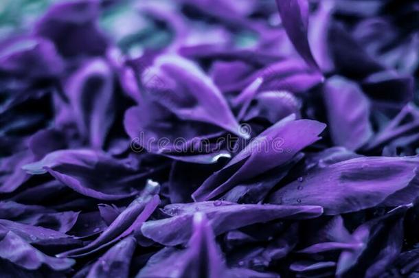 抽象的花的假日艺术背景,紫色的盛开的花英语字母表的第16个字母