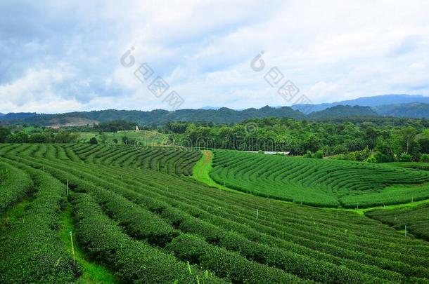 看法关于茶水种植园在在朱伊方农场,城镇拉埃,泰兰