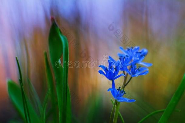 深的蓝色花关于虾蛄绵枣儿属植物双玉兰英语字母表的第12个字母花采用日落为
