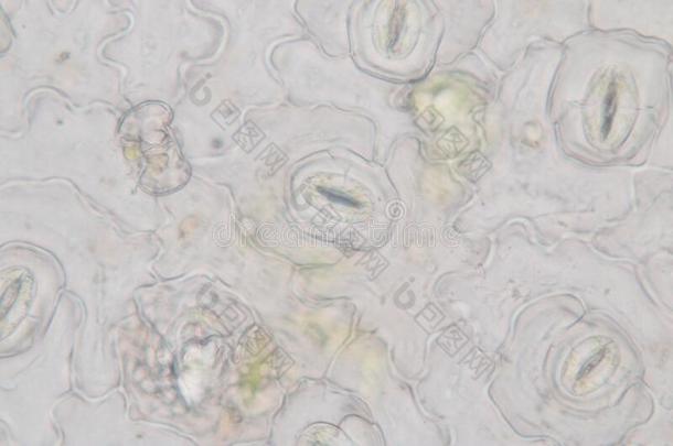 叶子<strong>表皮</strong>气孔在下面显微镜.