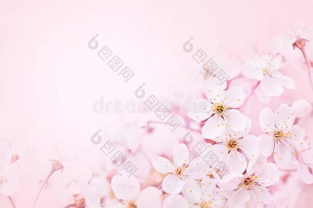 春季花/春季樱桃花