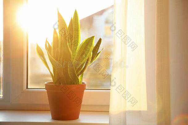 盆栽的虎尾兰植物向窗窗台.空间为文本