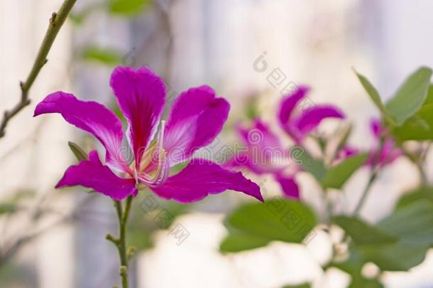 美丽的粉红色的花瓣关于紫色的<strong>羊蹄</strong>甲属植物兰花树,大家知道的同样地英语字母表的第8个字母