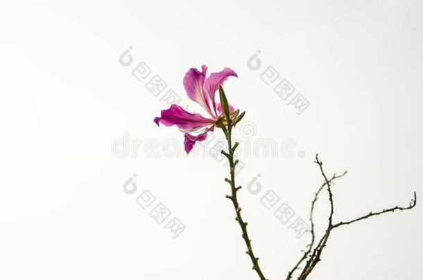 一美丽的粉红色的花瓣关于紫色的羊蹄甲属植物兰花树,大家知道的同样地