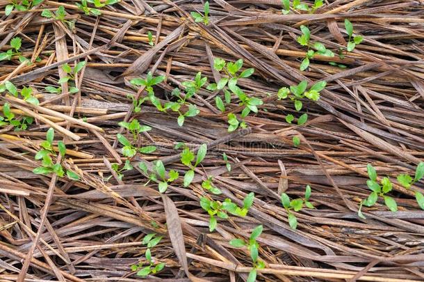 小的绿色的植物生长的从干的干燥的棕色的稻<strong>草垛</strong>.