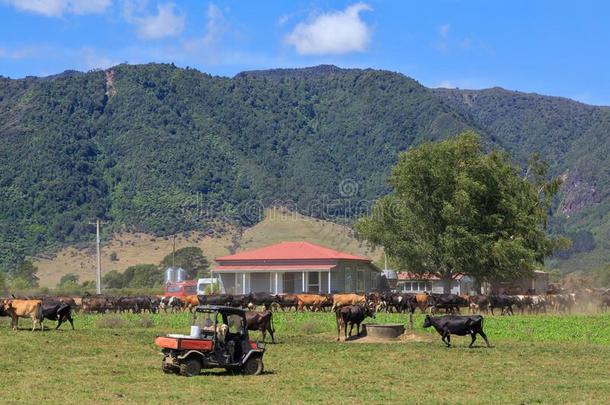 乡下的地点和兽群关于母牛,农舍,和四倍自行车
