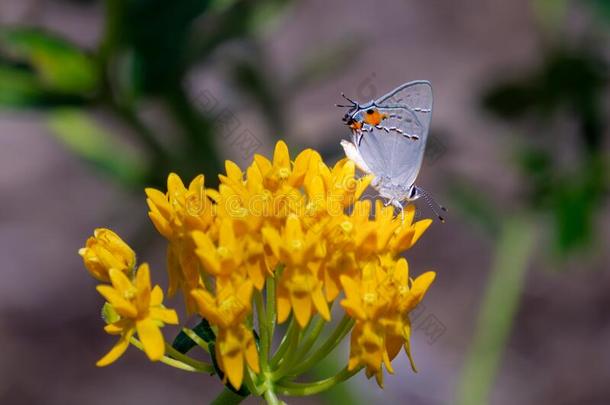 灰色的翅上有细纹的蝶给食向乳草属植物