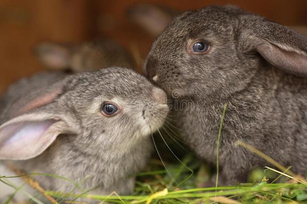 两个松软的兔子接吻.一一副关于年幼的和可爱的动物照片