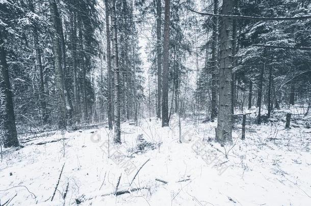 雪大量的松树森林.水平的单色画影像