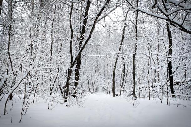 雪森林和一p一thle一ding进入中指已提到的人dist一nce